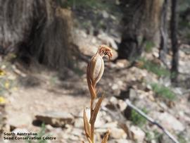   Fruit:   Pterostylis sanguinea ; Photo by South Australian Seed Conservation Centre, used with permission
